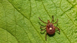 Alpha-gal syndrome a meat allergy from tick bites