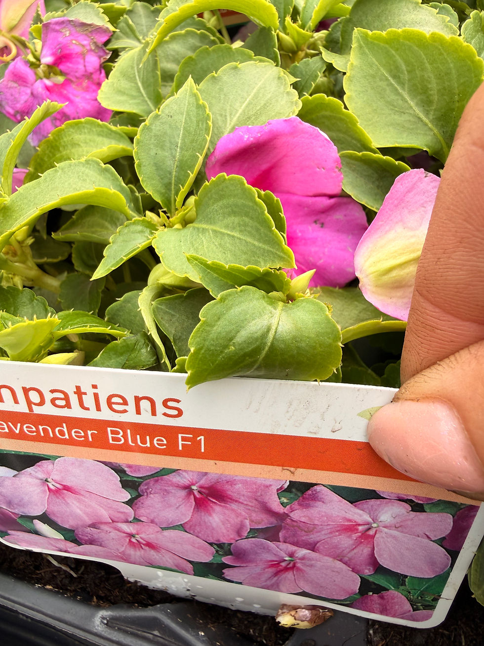 Thumbnail: Impatiens 6 tray