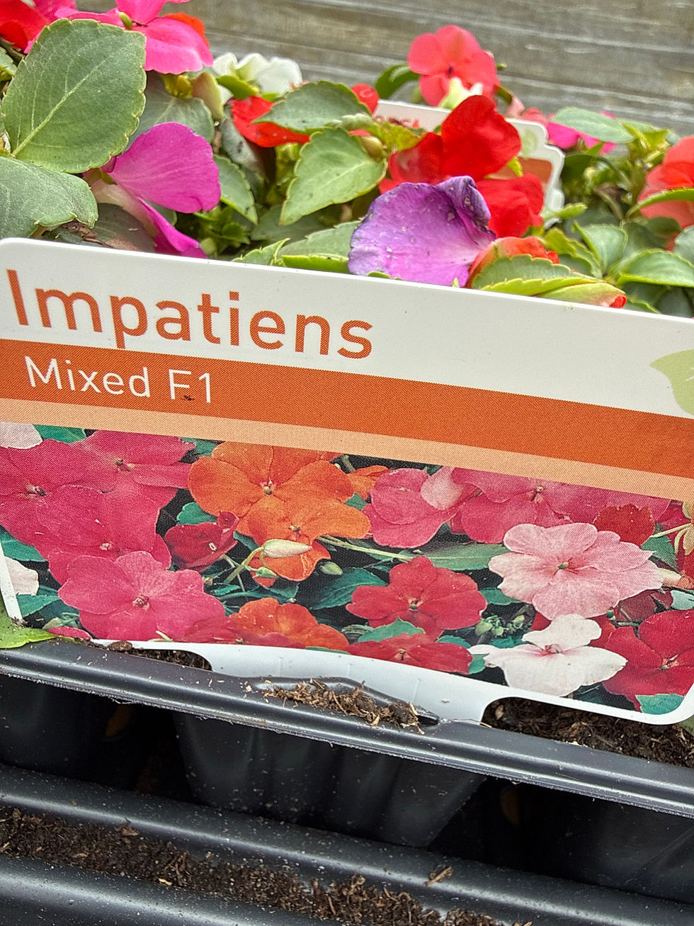 Thumbnail: Impatiens 6 tray