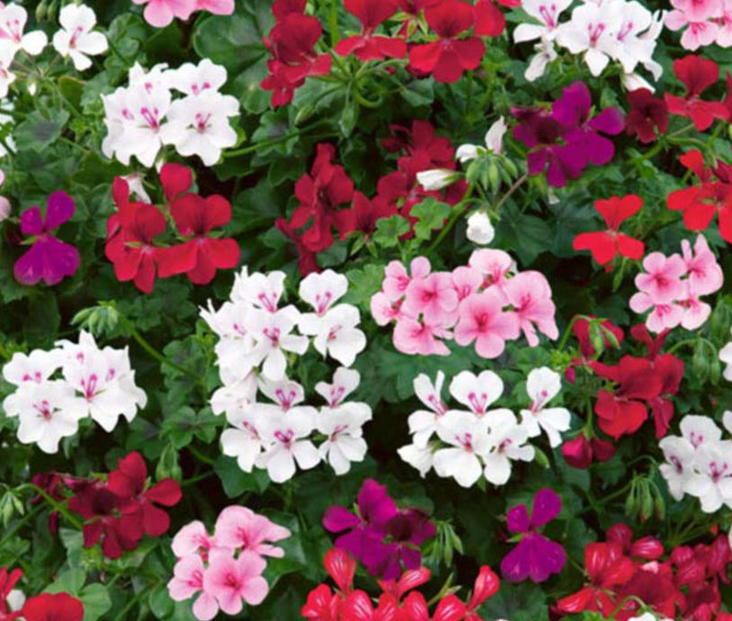 Ivy Geranium pot bedding 9cm pot