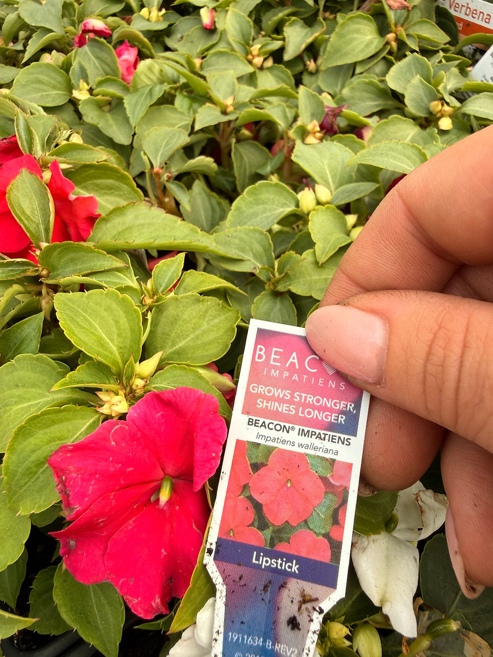 Thumbnail: Impatiens 6 tray
