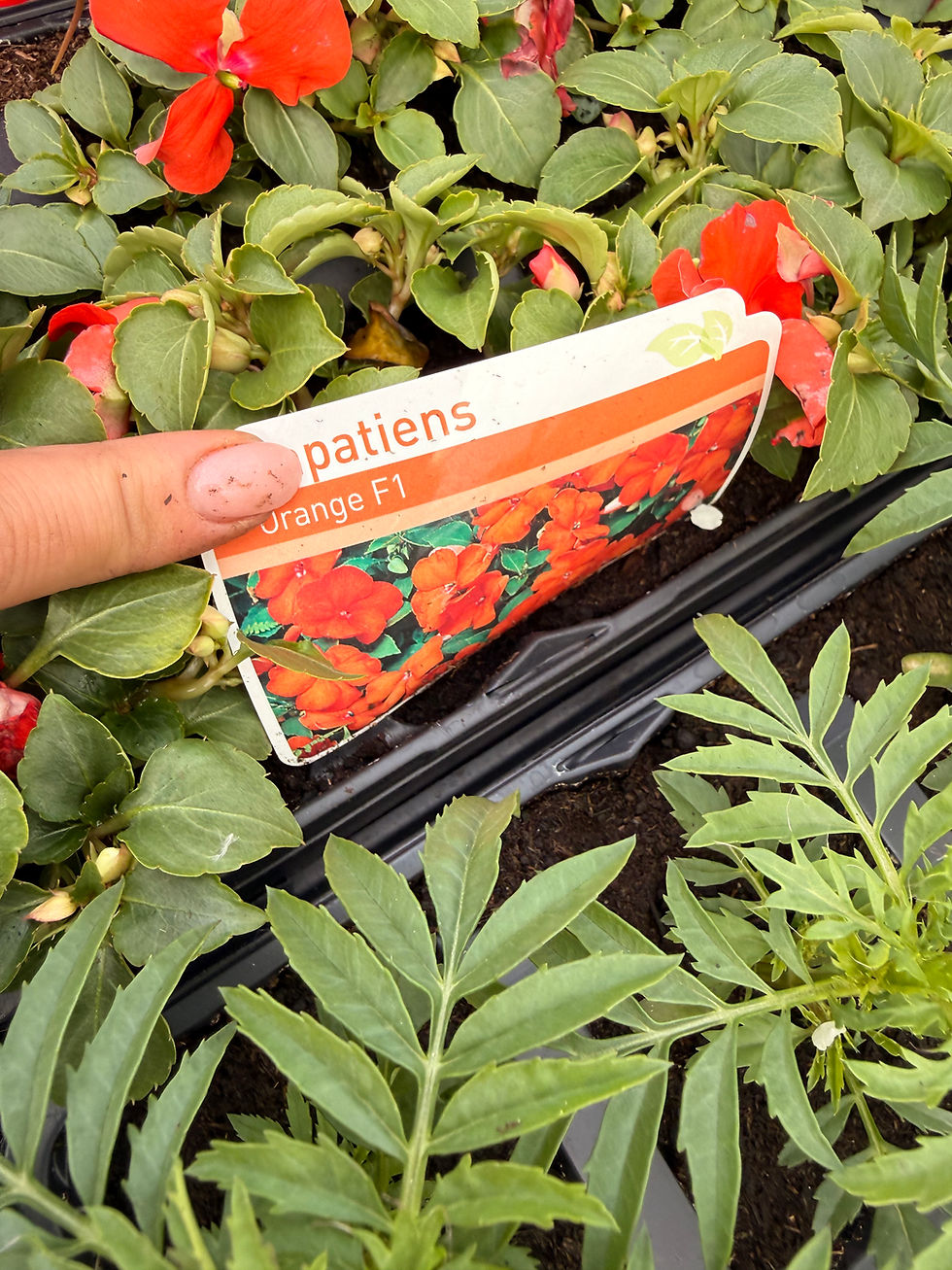 Thumbnail: Impatiens 6 tray