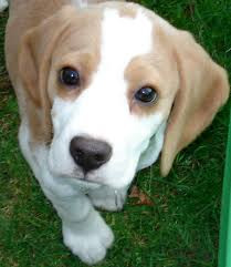 Jack the Dog