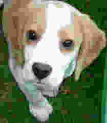 Jack the Dog