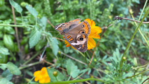 Garden Update: Summer 2025