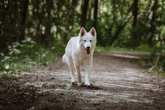 Hond