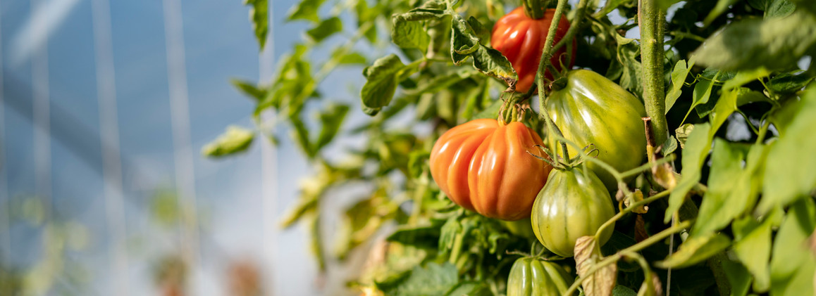 Gemüseanbau, Tomaten