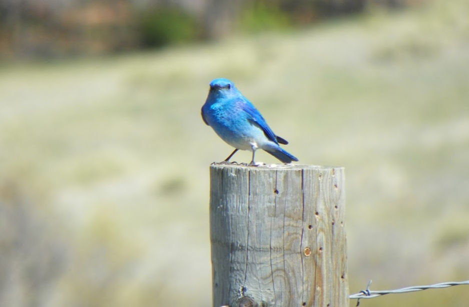 Winter Adaptations in the Backcountry Wilderness Area