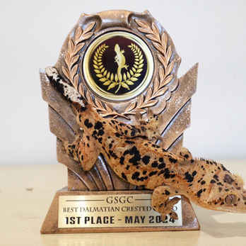 Dalmatian Crested Gecko