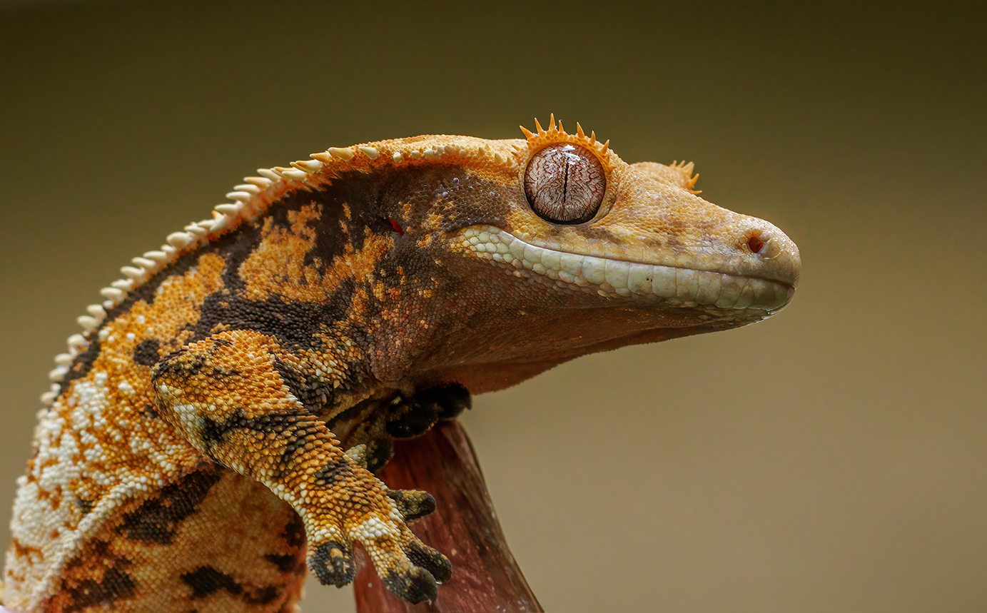 Crested Gecko Registry