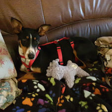 Roxie