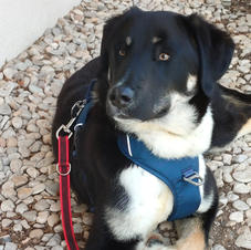 Caki (Marzo 2021)