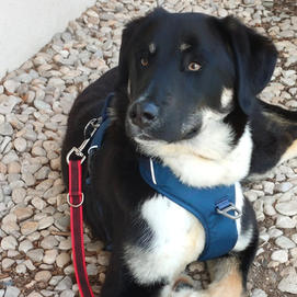 Caki (Marzo 2021)
