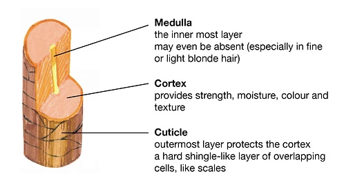 Image of Cross-Section of Hair Strand: Medulla, Cortex, Cuticle