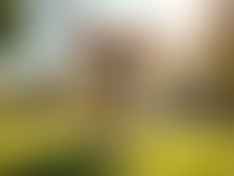 Top Tips for Confident Dog Owners from Experts