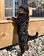Red_Tri_Black_Phantom_Australian_Labrado