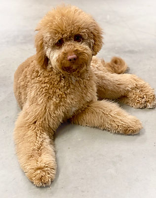 Red_Caramel_Australian_Labradoodle.jpeg