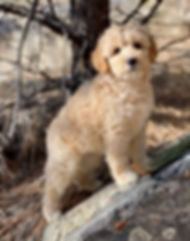 Cream_Australian_Labradoodle_Puppy_MT.jp