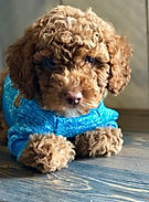 CARAMEL_RED_AUSTRALIAN_LABRADOODLE.jpeg