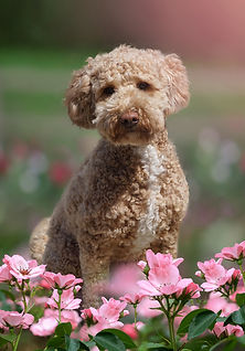 Cream_Australian_Labradoodle.jpeg