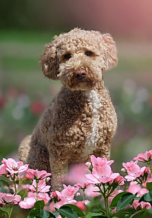 Cream_Australian_Labradoodle.jpeg