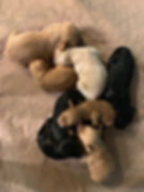 Labradoodle_puppies_for_sale_montana.jpe
