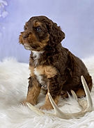 Puppies_Chocolate_Phantom_Tri_Australian