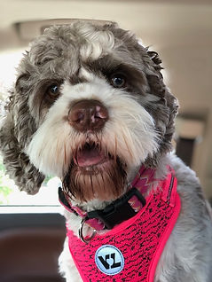 Choc_Merle_cockapoo_2.jpeg