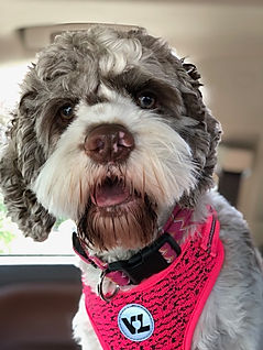 Choc_Merle_cockapoo_2.jpeg