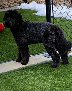 Roan_Austrlaian_Labradoodle.jpeg