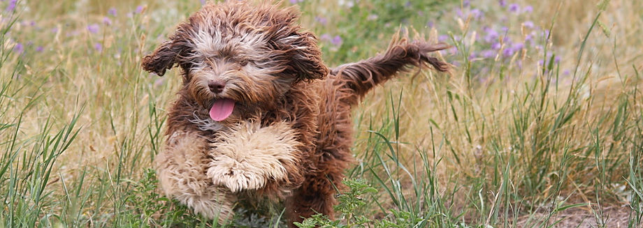 Phantom Labradoodle Puppy