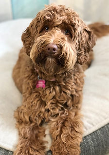 Caramel Red Australian Labradoodle Puppy