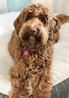 Caramel Red Australian Labradoodle Puppy