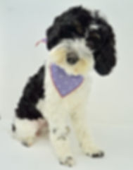 Tricolor_Cockapoo_Australian_Labradoodle