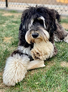 Montana_Phantom_Australian_Labradoodle_S