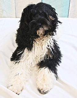 black tricolor Australian Labradoodle Puppy