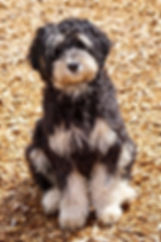 Black_Phantom_Australian_Labradoodle_Stu