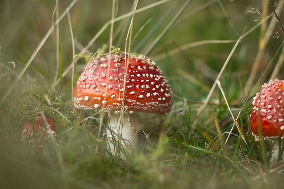 Der Fliegenpilz: Ein Glückssymbol und Glücksbringer 