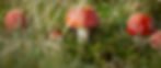 CF009893.jpg