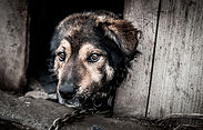 shutterstock_313441811.jpg