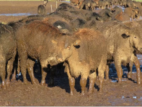 Grazing firm fined $48k after hundreds of cows left to wallow in mud