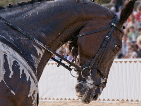 A horse lathered in sweat