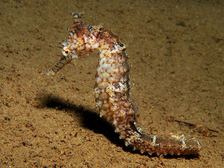 A sea-horse.