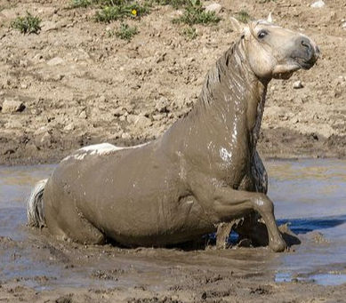 A horse wallowing in mud.