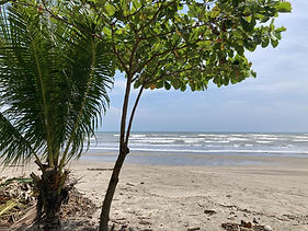 Arbres plage Océan.jpeg