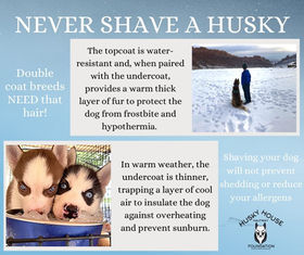 How to Groom a Husky Dog: Expert Tips for Flawless Fur