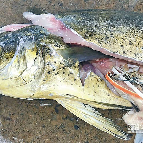 240地球戰隊-魚誤食塑料垃圾