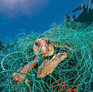 地海戰隊-氣候變遷與地球暖化-海龜