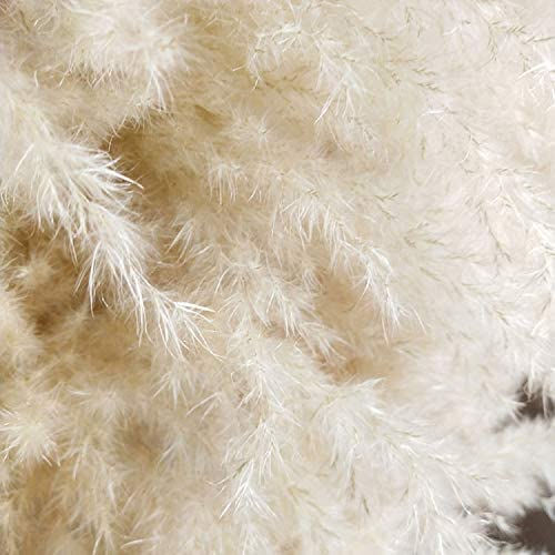 Thumbnail: 5 Dried Pampas Grass Stems