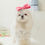 Thumbnail: Dog Wedding Dress Set